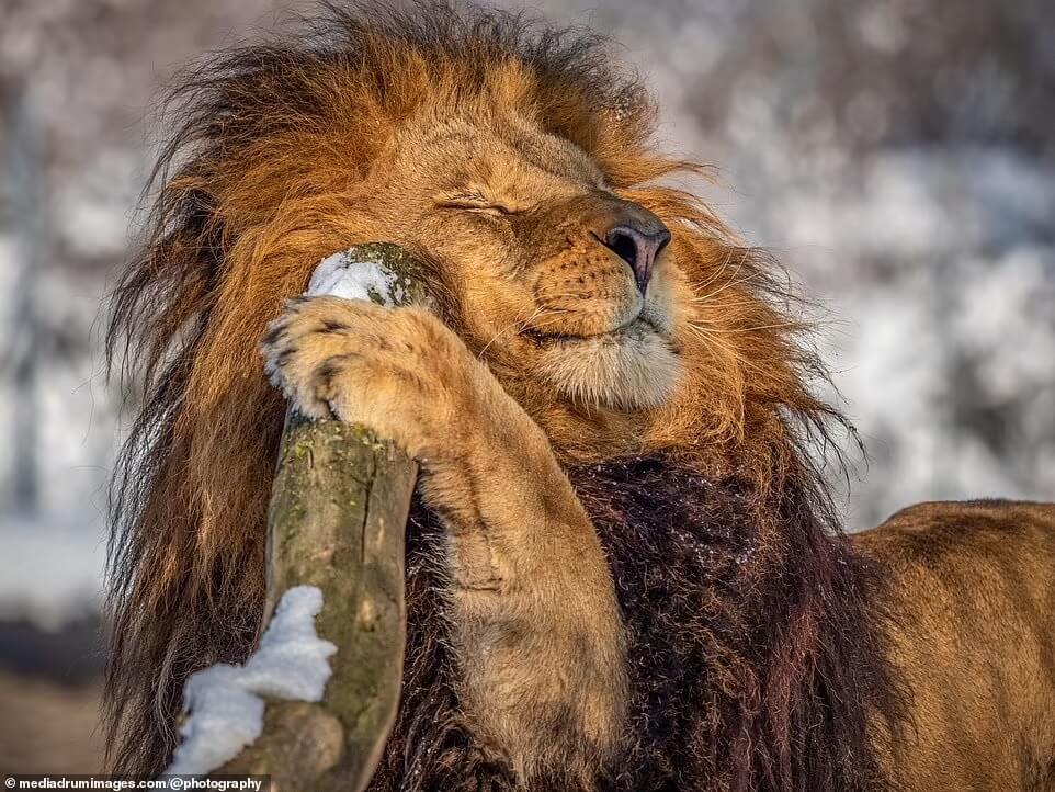 mane-hair-lion