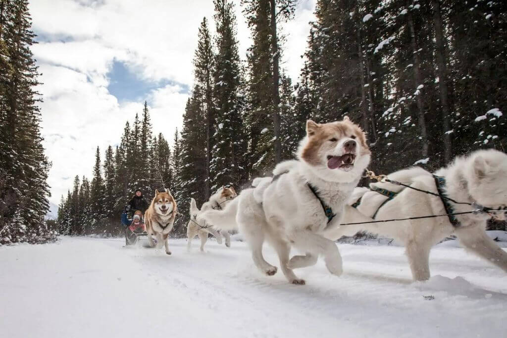 Banff-dog-sledding