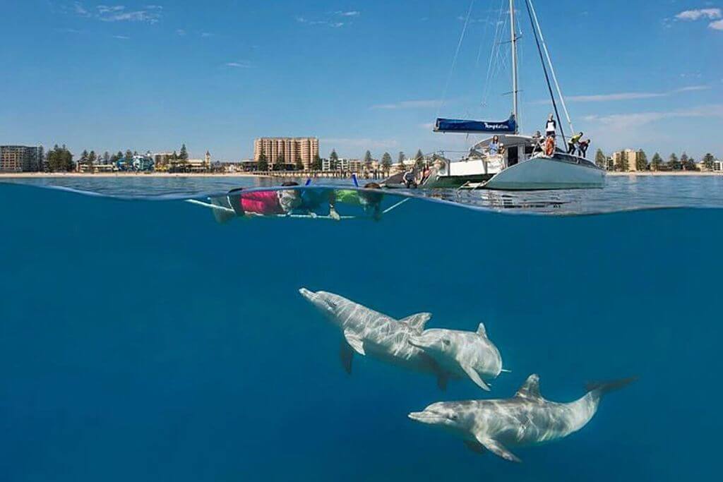 dolphin-swim