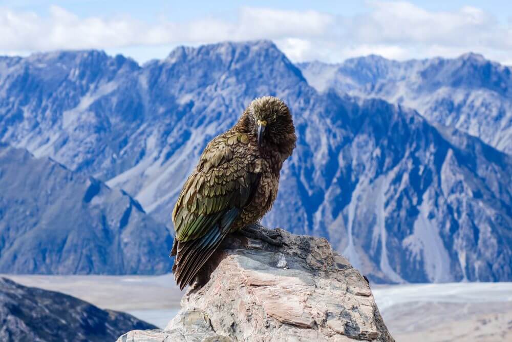 birds-in-Mount-Cook