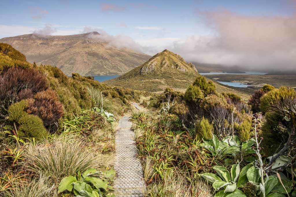 Campbell-Island-New-Zealand