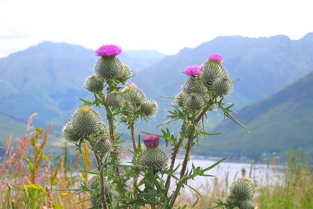 scotland's-national-flower