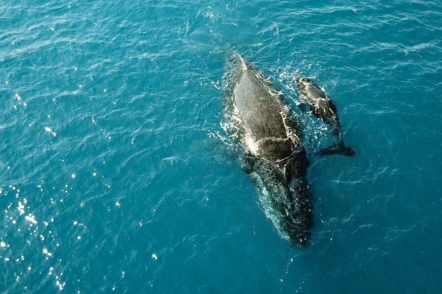 Whitsunday-Islands-whales-season