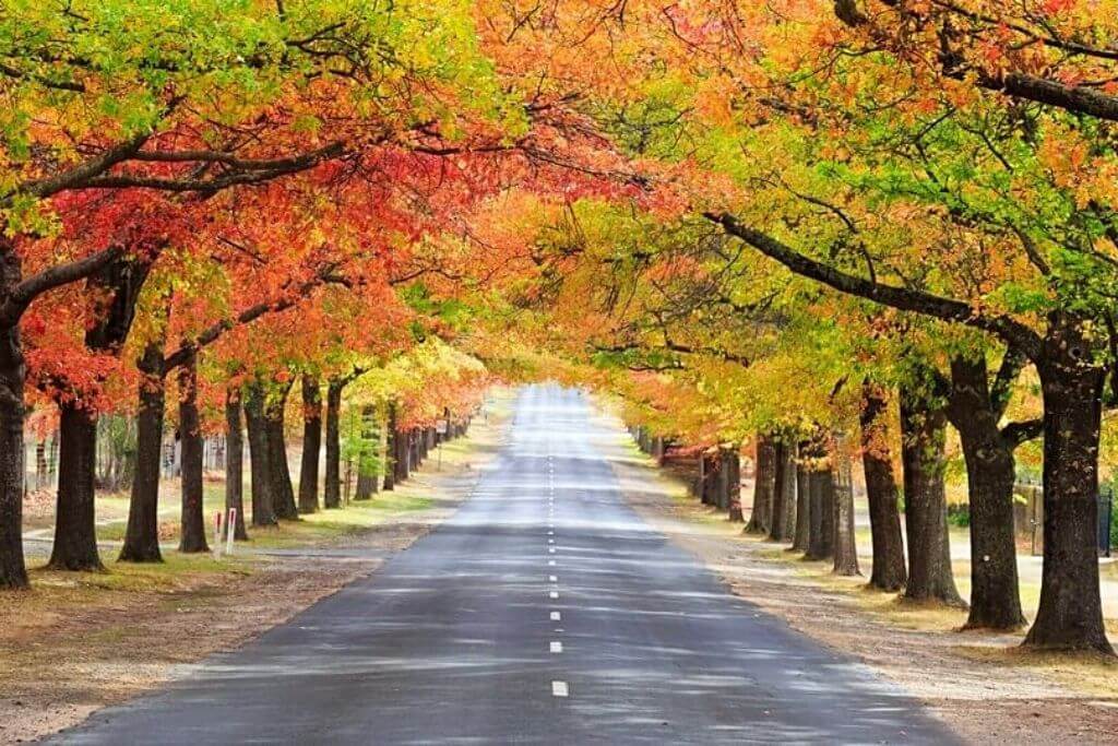 Gisborne-autumn