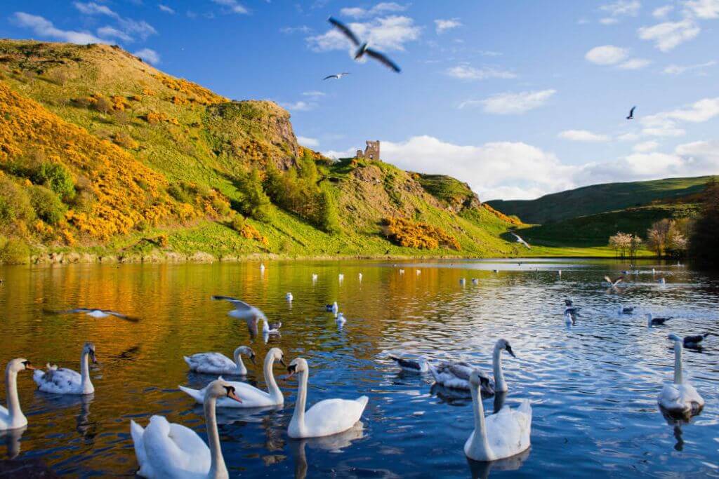 swans-Edinburgh