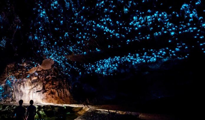 glowworm-caves-new-zealand