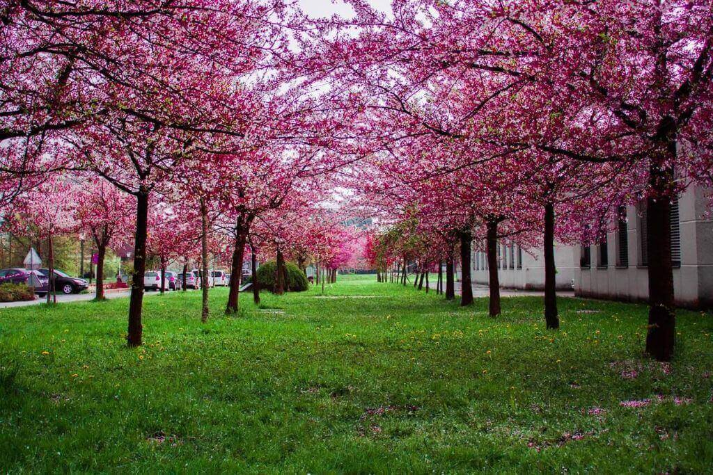Cherry-Blossoms-Toronto