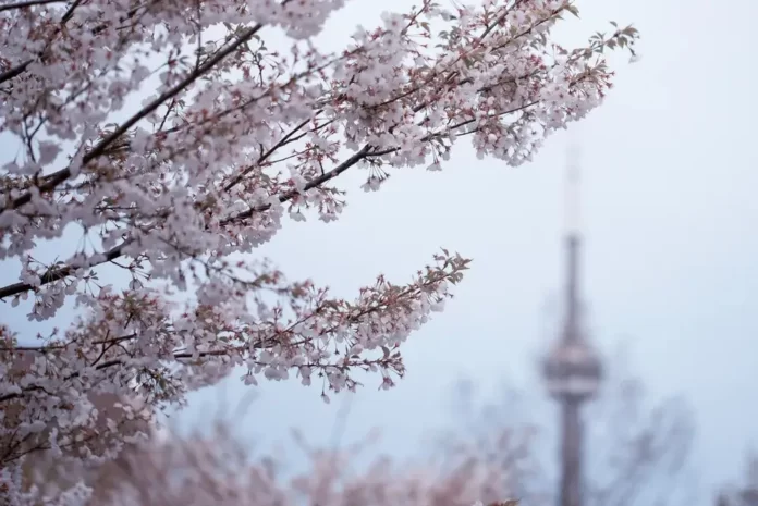 Toronto-Cherry-Blossom