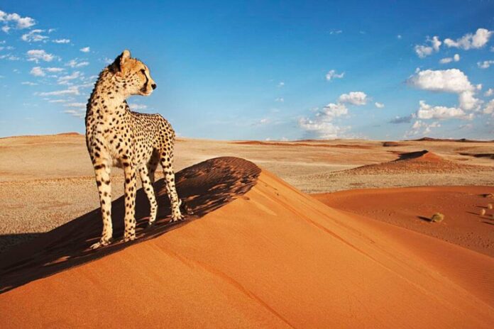 Sossusvlei-Cheetahs