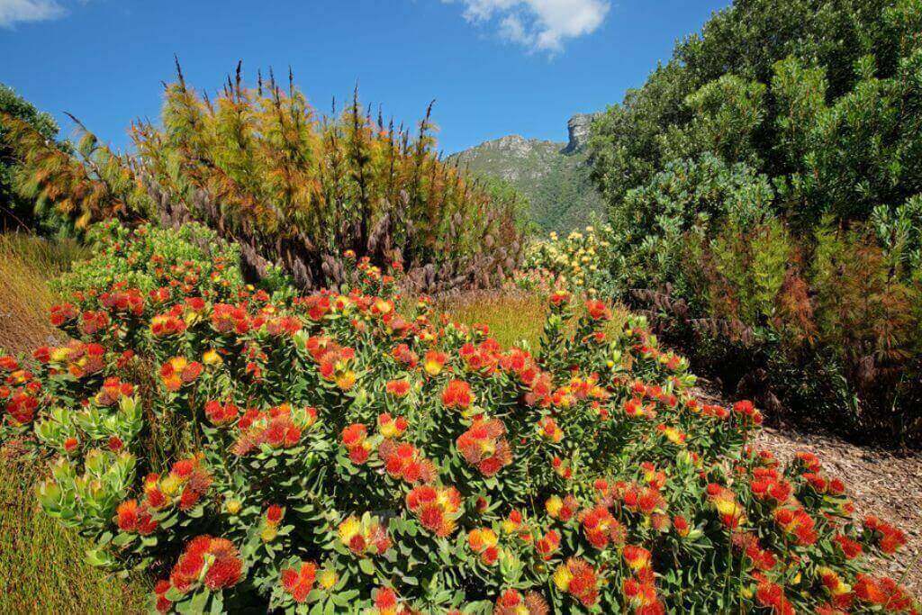 Cape-Floral-Region