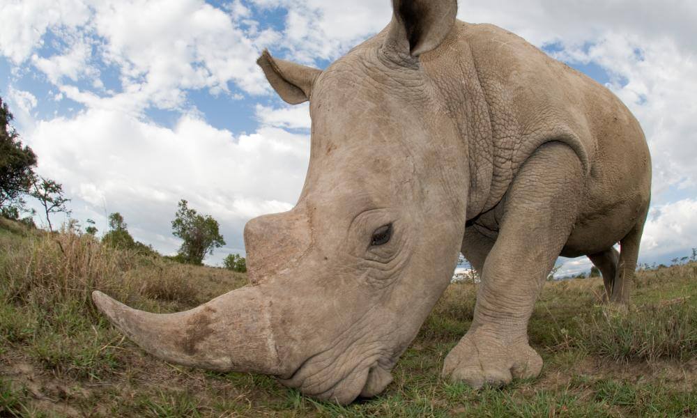 Rhinoceros in africa