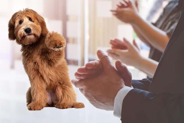 'Clapping' dogs