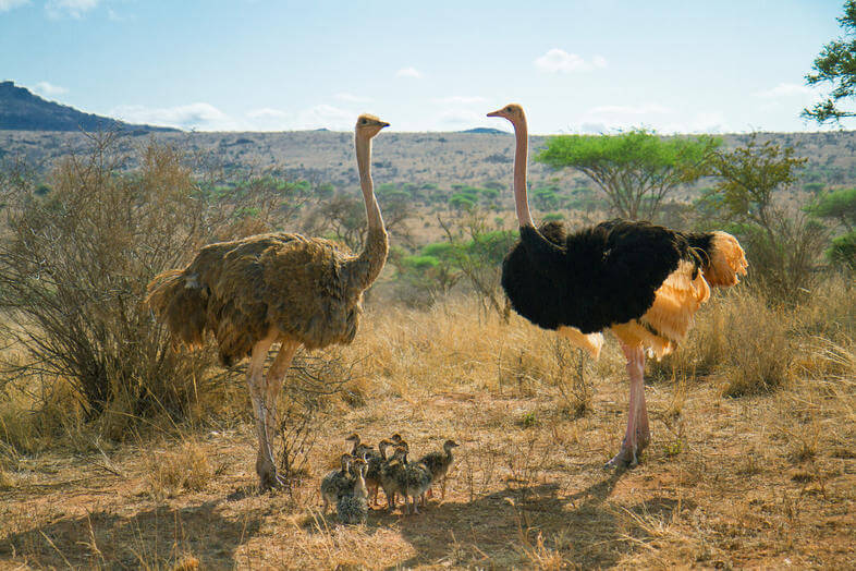 Ostrich  in africa