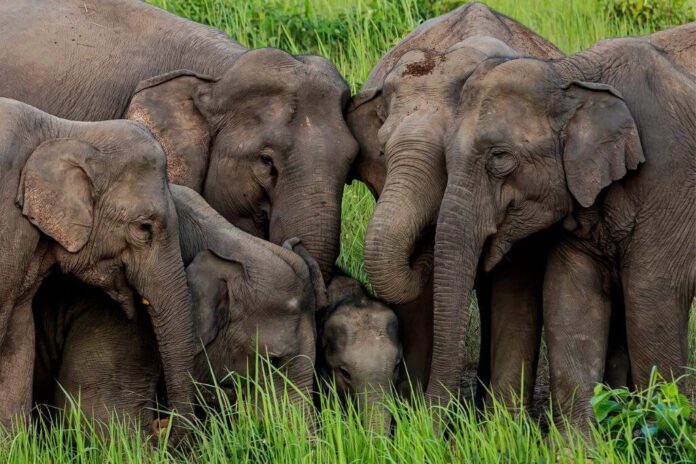 Elephant Families