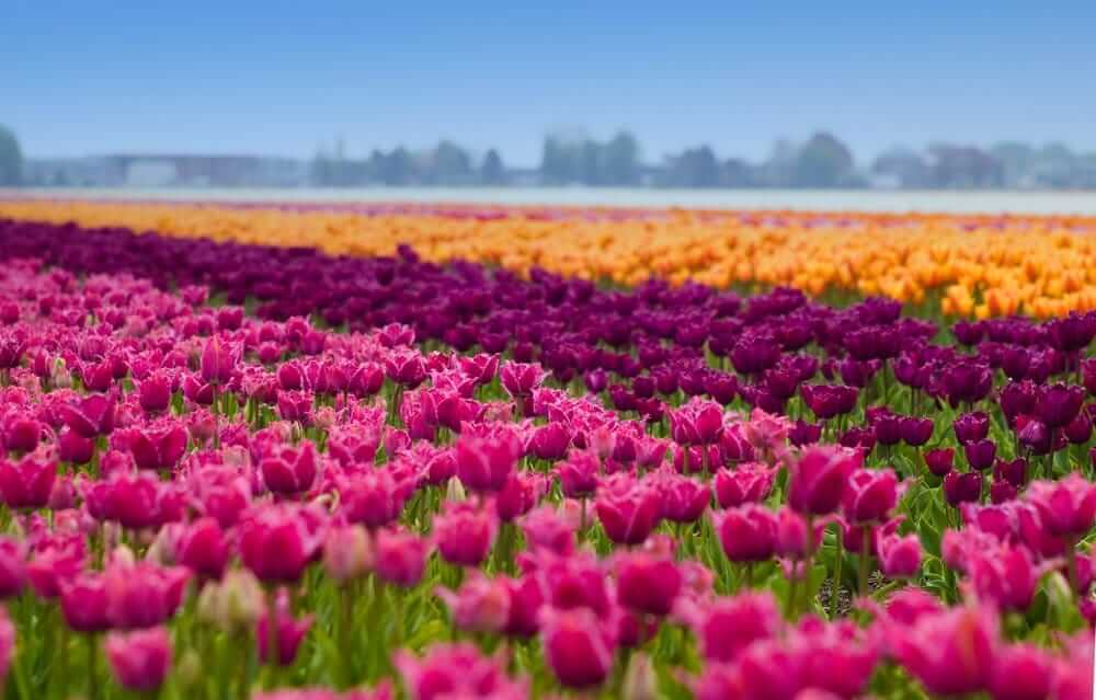 The Tulip Path in Flevoland