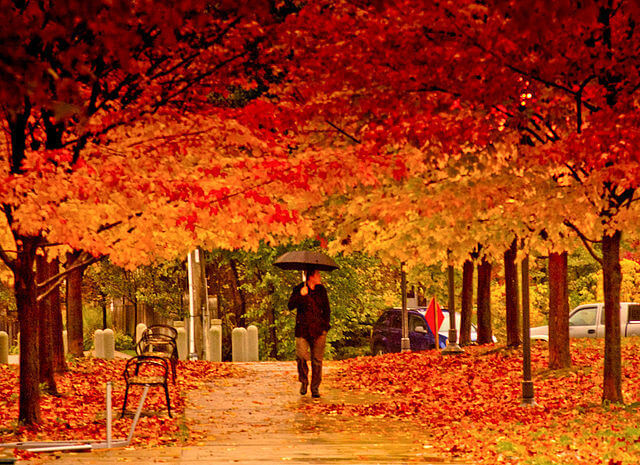 Royal Botanical Garden Sydney autumn
