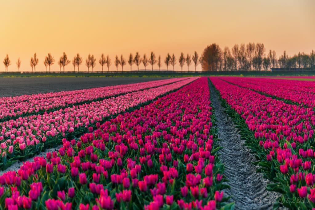 The most gorgeous tulip fields in the Netherlands, as told by locals