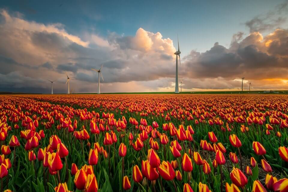 Noordoostpolder-tulip-fileds