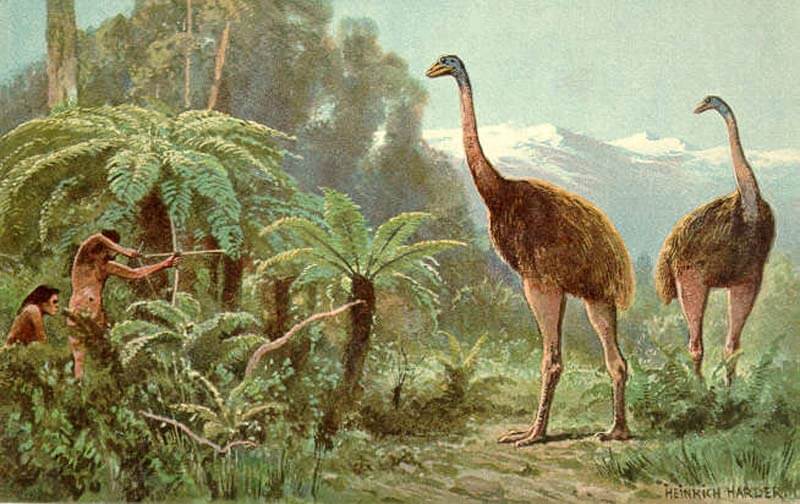 New-Zealand-Used-to-Have-Giant-Birds