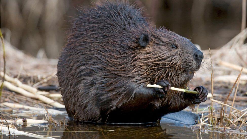 Beavers-canada