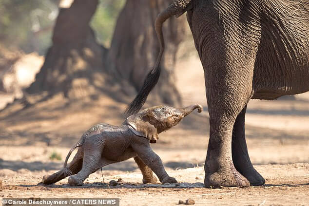 newborn-elephant-learning-to-walk