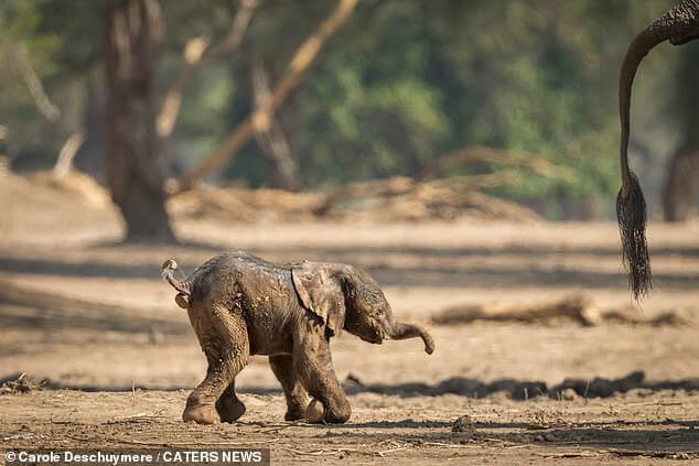 newborn-elephant-learning-to-walk