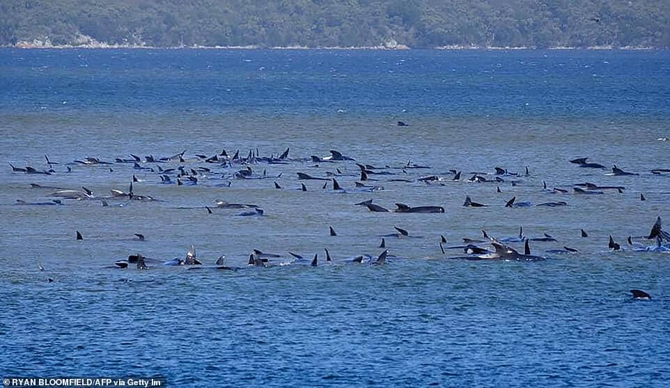 380-stranded-whales-died-off-the-coast-of-Tasmania
