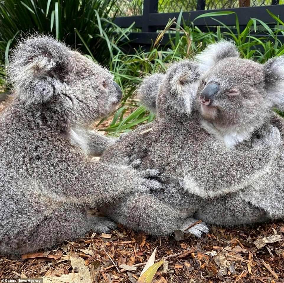 koalas-cuddling