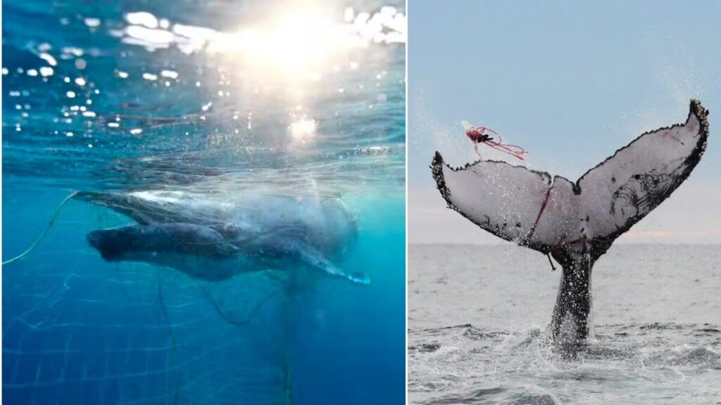 humpback-whale-trapped-in-shark-nets