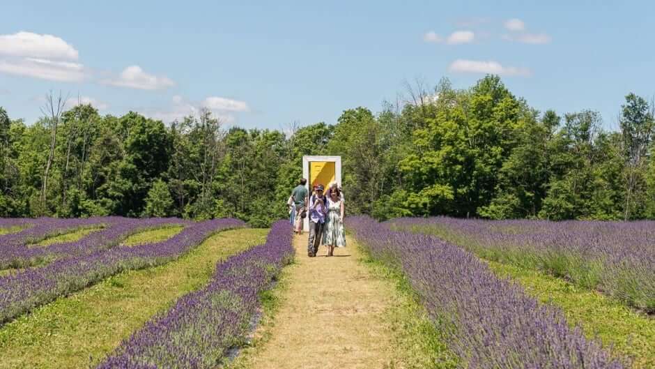 Full-Bloom-Lavender-Farm
