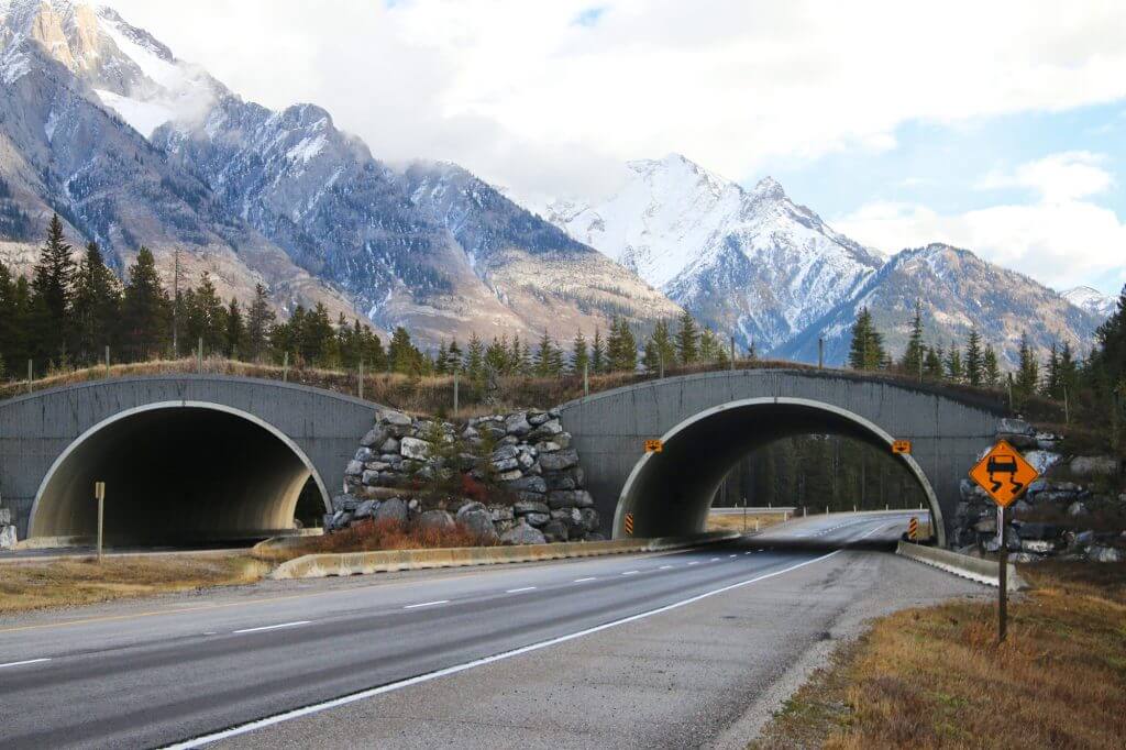 Canadian-Bridges-For-Animals