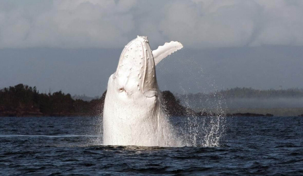Migaloo-white-humpback-whale