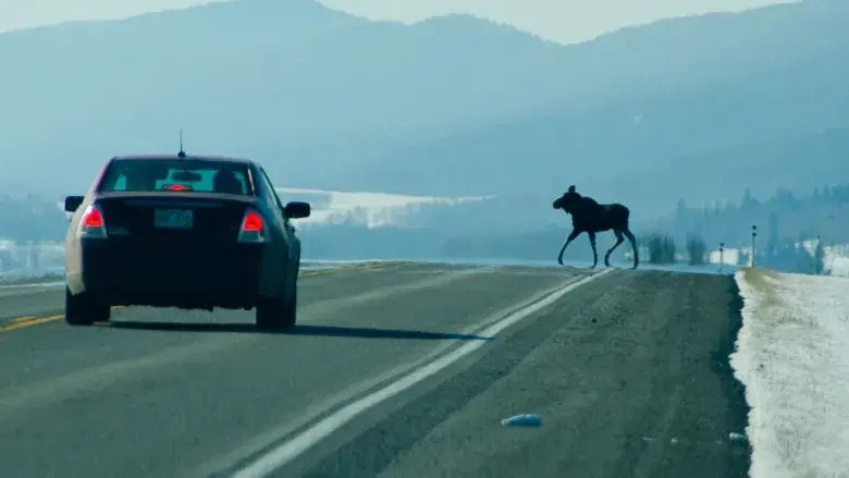 Moose-Crossing-Canada-Highway