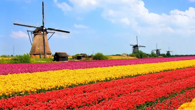 netherlands-tulip-fields