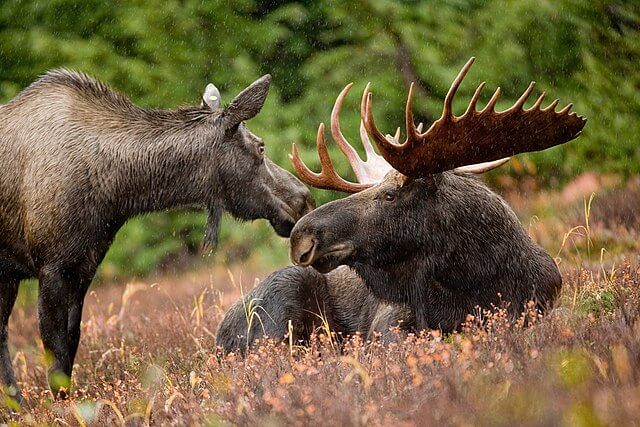 moose-canada