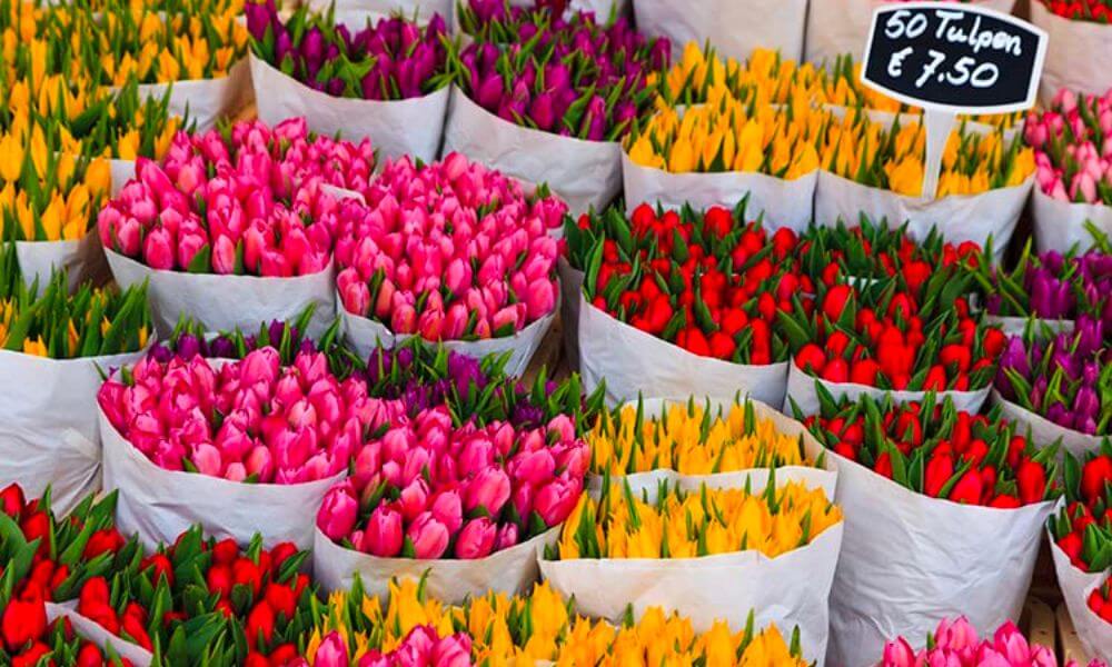 Сколько продают тюльпаны. Рынок тюльпанов в Амстердаме. Цветочный рынок Амстердам Нидерланды. Амстердам тюльпаны. Тюльпаны Gollandiya.