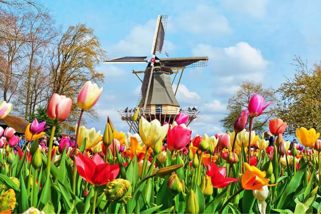 Windmills-In-The-Netherlands