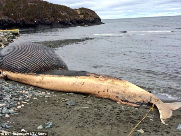 whale-explode-Newfoundland
