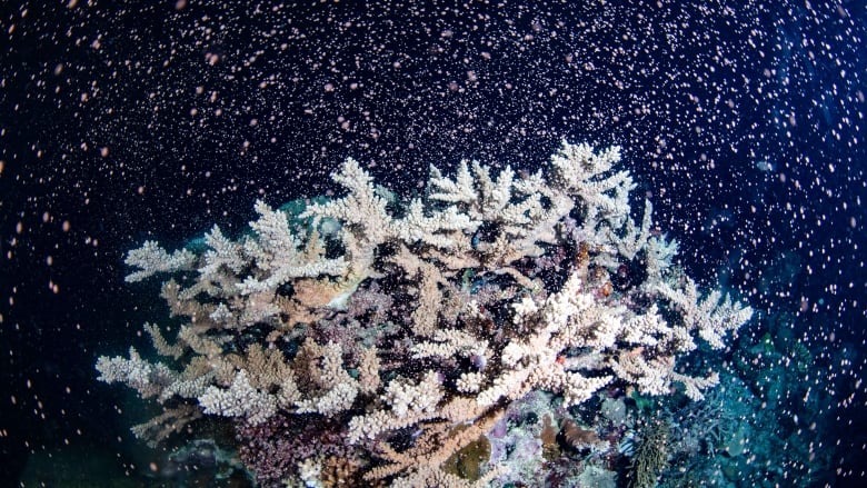 Coral-Spawning-Season