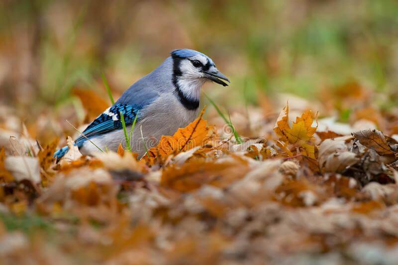 canada-bird-autumn
