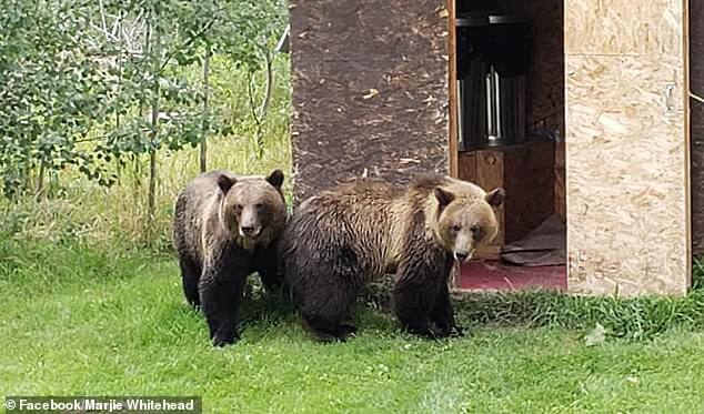 Dogs-Confront-Pair-of-Grizzly-Bears-Canada