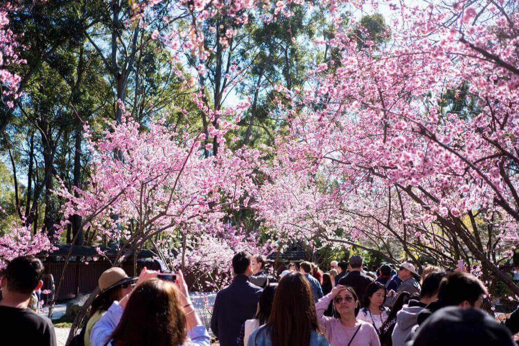 Sydney-Spring-Festival-NSW