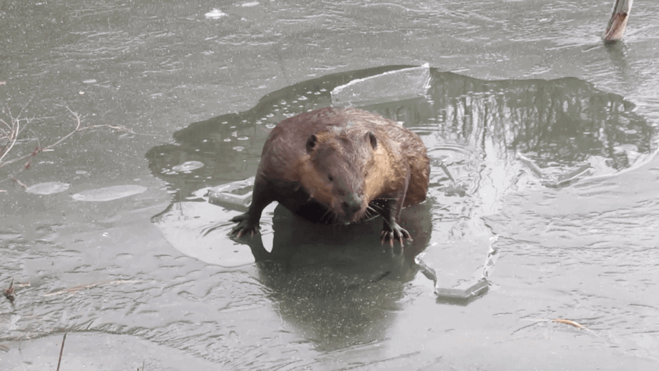 beaver-canada