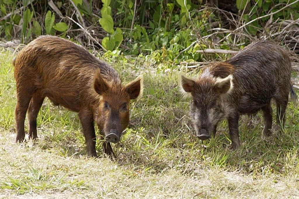 Feral-Pigs-daintree-national-park