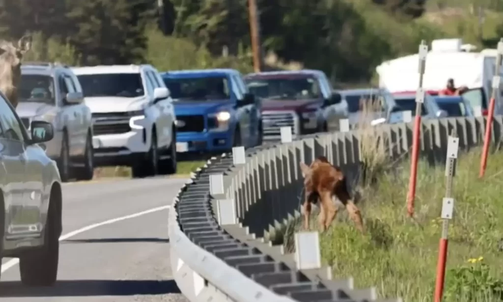 Man-Helps-Exhausted-Baby-Moose-Cross-The-Road 