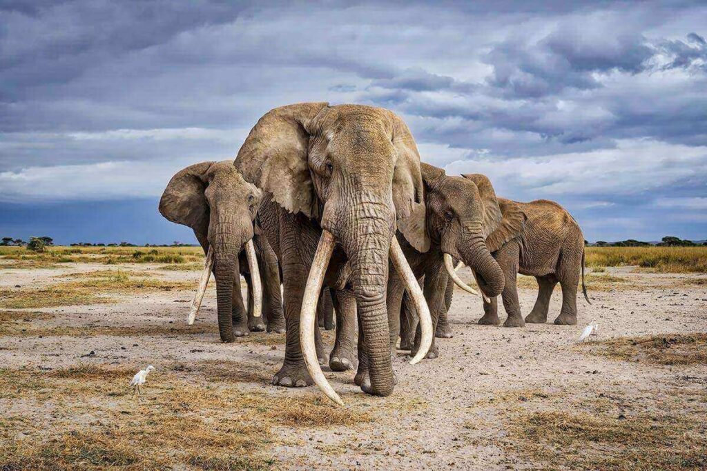 elephant-with-giant-tusks