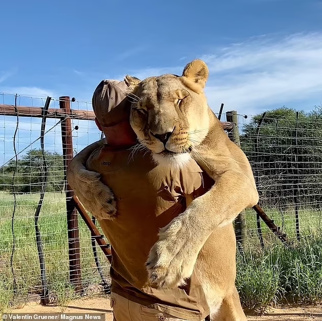 Man-gets-a-hug-from-the-lion