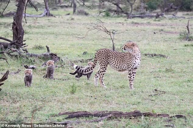 cheetah-and-baby-cubs