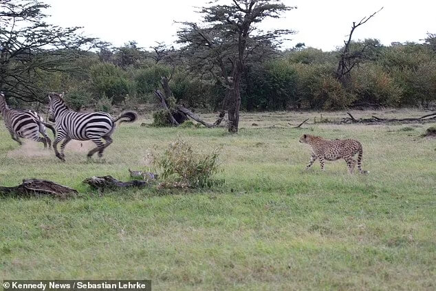 cheetah-chases-zebra