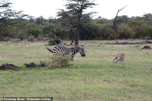 zebra-chases-cheetah